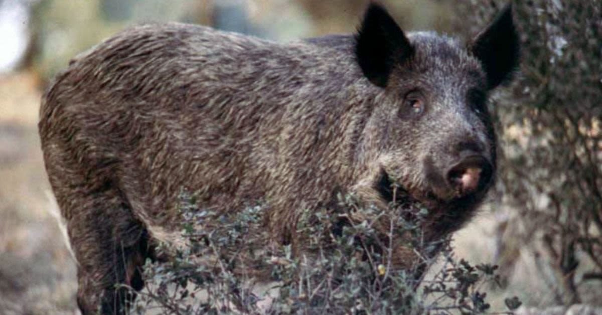 California Told Residents To 'Haze' Feral Hogs With Paint Guns - Texas Had A Very Different Answer