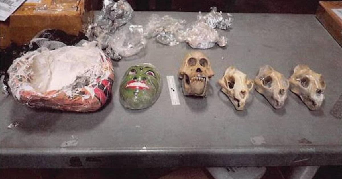 Massachusetts Man Sentenced In Shocking Black-Market Jaguar-And-Tiger Parts Scheme