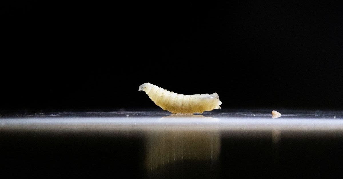 Flesh-Eating 'Screwworm' Invades Texas RanchTrump USDA Scrambles To Stop A Cattle Catastrophe