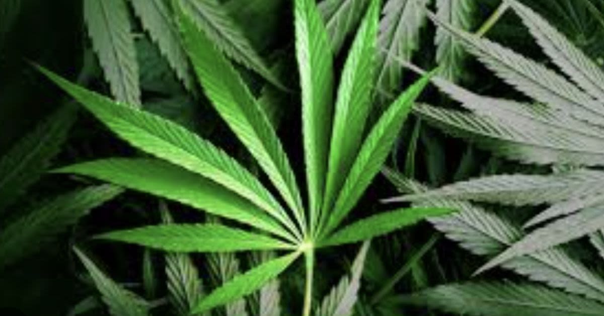 Trump's Marijuana Reclassification: A Smart Pragmatic Play Or A Risky Move Demanding Caution?