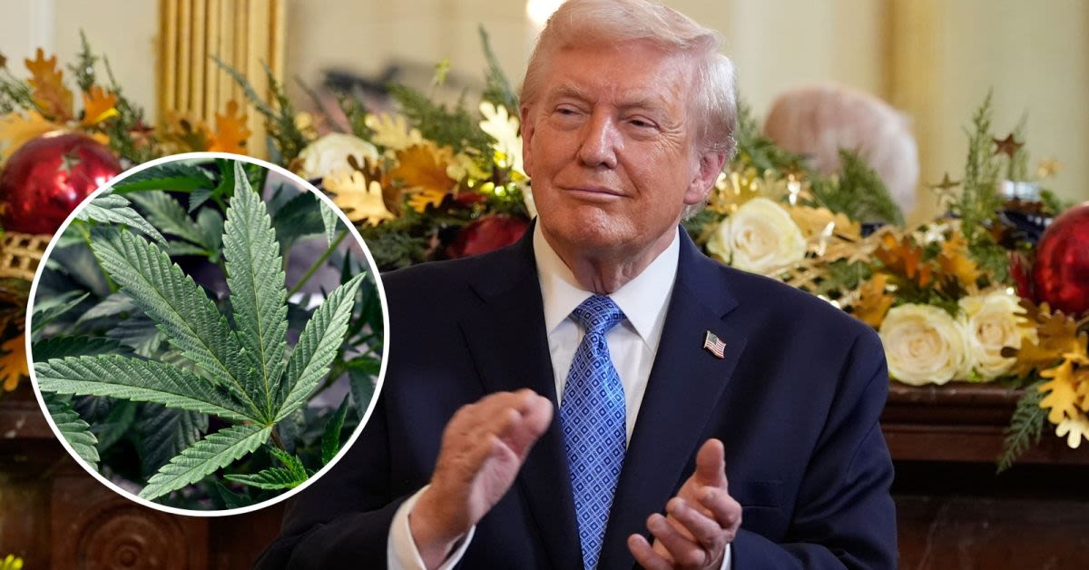 Trumps Marijuana Reclassification Sparks Fierce Backlash From Reagan-Era Enforcer