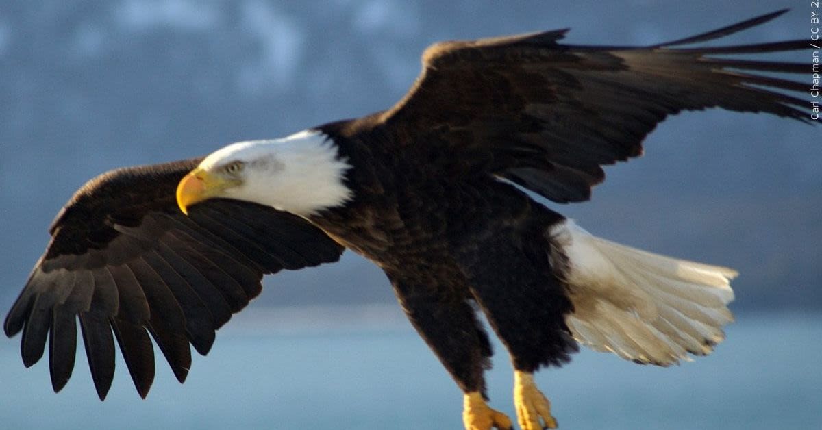 Guilty Verdict In Bald Eagle Shooting: Nebraska Man&#039;s Shocking Crime And Mysterious Fugitive Accomplice